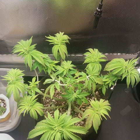 Cake Raspberry Punch #2 growlog timeline photo