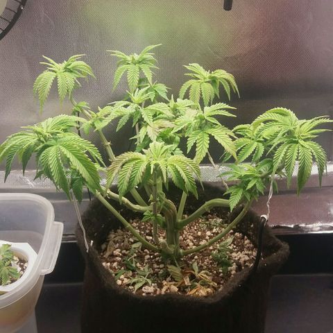 Cake Raspberry Punch #2 growlog timeline photo