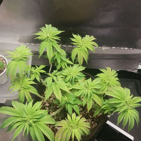 Cake Raspberry Punch #2 growlog timeline photo