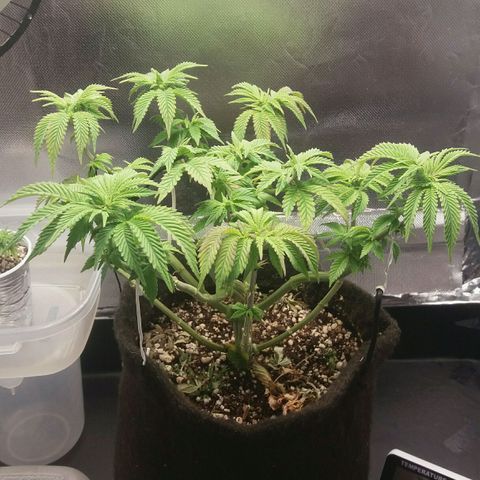 Cake Raspberry Punch #2 growlog timeline photo