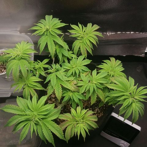Cake Raspberry Punch #2 growlog timeline photo
