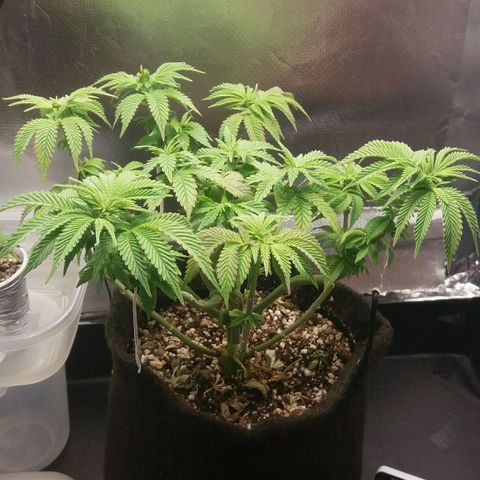 Cake Raspberry Punch #2 growlog timeline photo