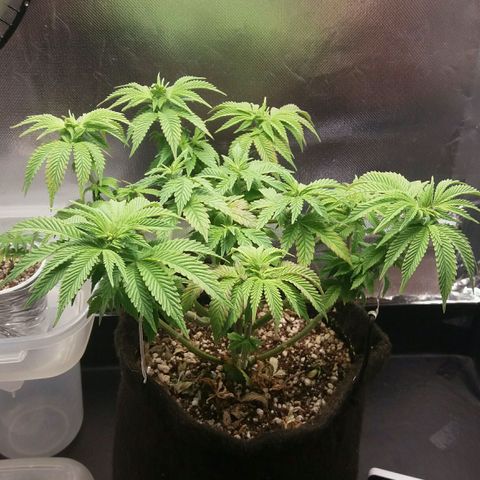 Cake Raspberry Punch #2 growlog timeline photo