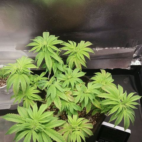 Cake Raspberry Punch #2 growlog timeline photo