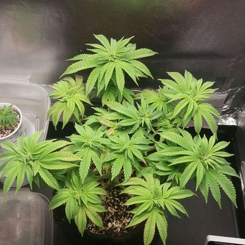Cake Raspberry Punch #2 growlog timeline photo