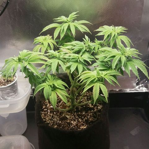 Cake Raspberry Punch #2 growlog timeline photo