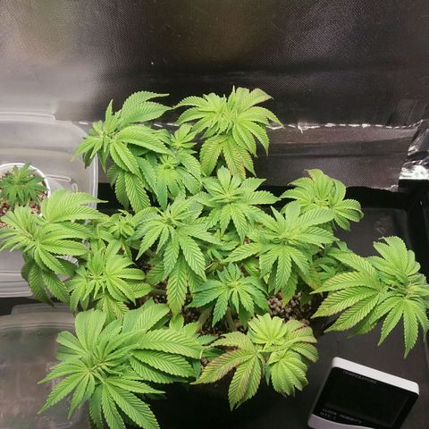 Cake Raspberry Punch #2 growlog timeline photo
