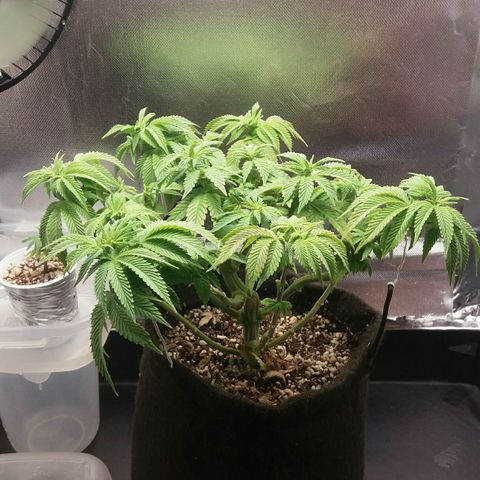 Cake Raspberry Punch #2 growlog timeline photo