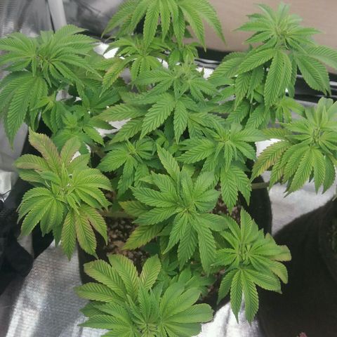 Cake Raspberry Punch #2 growlog timeline photo