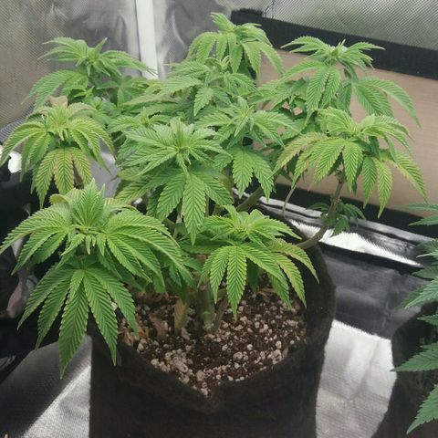 Cake Raspberry Punch #2 growlog timeline photo