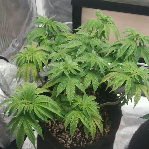 Cake Raspberry Punch #2 growlog timeline photo