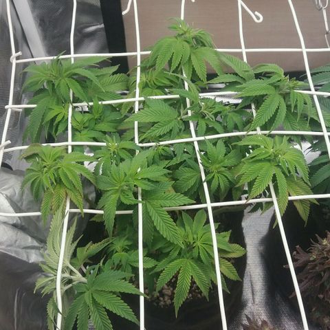 Cake Raspberry Punch #2 growlog timeline photo
