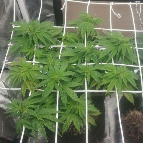 Cake Raspberry Punch #2 growlog timeline photo