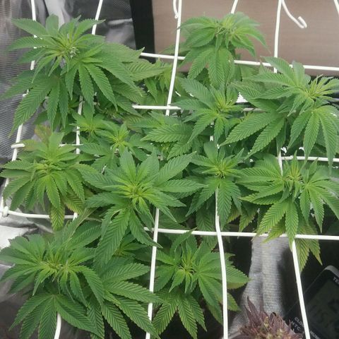 Cake Raspberry Punch #2 growlog timeline photo