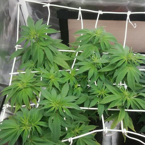 Cake Raspberry Punch #2 growlog timeline photo