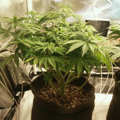 Cake Raspberry Punch #2 growlog timeline photo