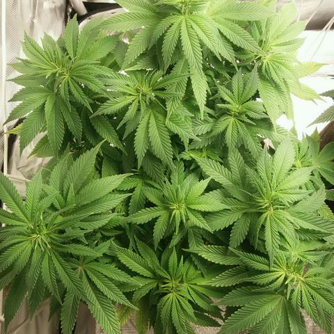 Cake Raspberry Punch #2 growlog timeline photo