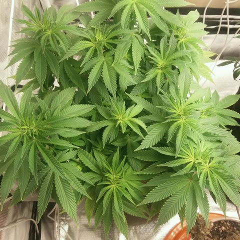 Cake Raspberry Punch #2 growlog timeline photo