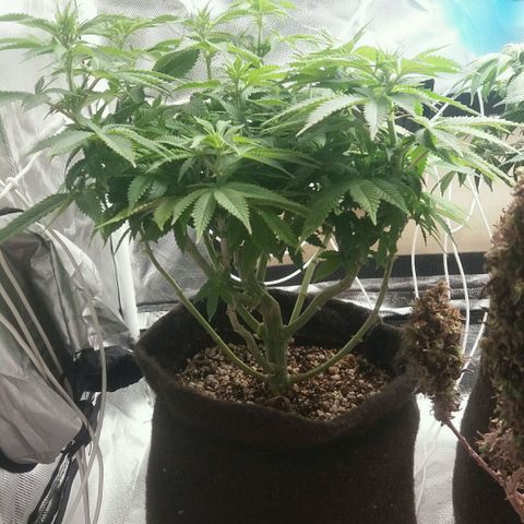 Cake Raspberry Punch #2 growlog timeline photo