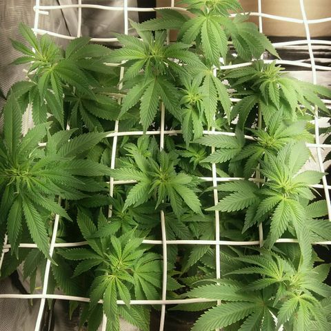 Cake Raspberry Punch #2 growlog timeline photo