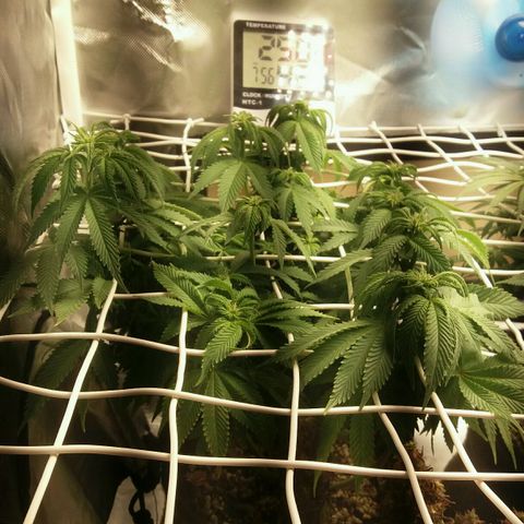 Cake Raspberry Punch #2 growlog timeline photo