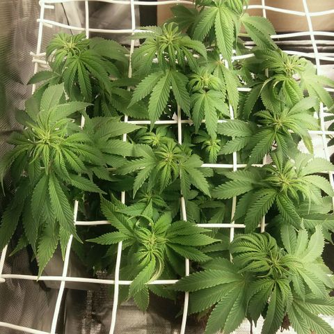 Cake Raspberry Punch #2 growlog timeline photo