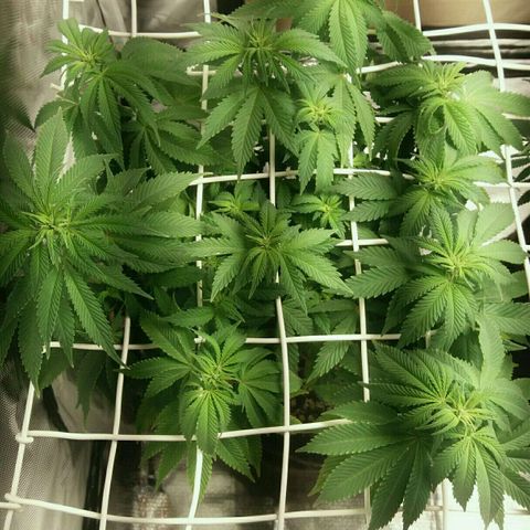 Cake Raspberry Punch #2 growlog timeline photo