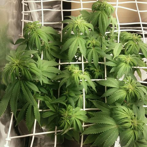Cake Raspberry Punch #2 growlog timeline photo