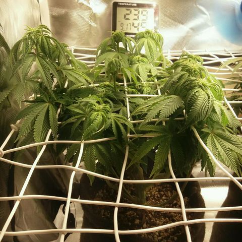 Cake Raspberry Punch #2 growlog timeline photo