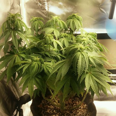 Cake Raspberry Punch #2 growlog timeline photo