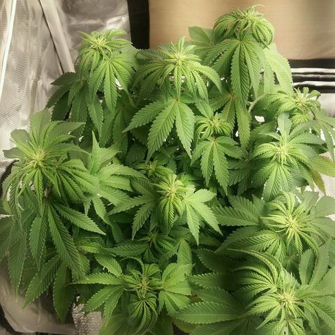 Cake Raspberry Punch #2 growlog timeline photo