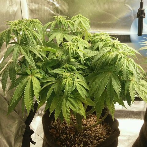 Cake Raspberry Punch #2 growlog timeline photo