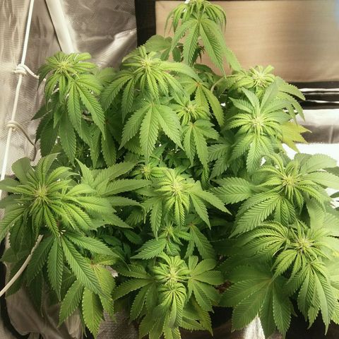 Cake Raspberry Punch #2 growlog timeline photo