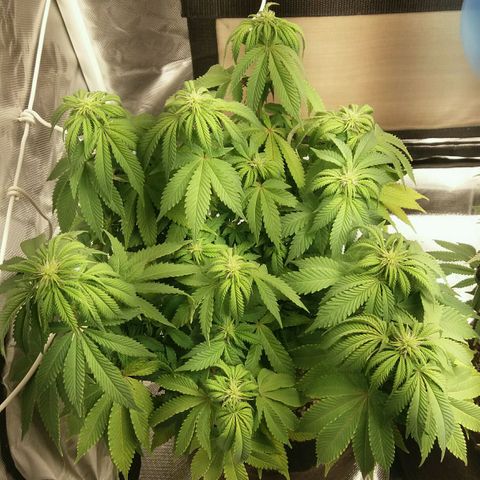 Cake Raspberry Punch #2 growlog timeline photo