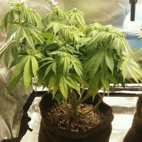 Cake Raspberry Punch #2 growlog timeline photo