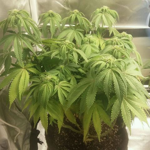 Cake Raspberry Punch #2 growlog timeline photo