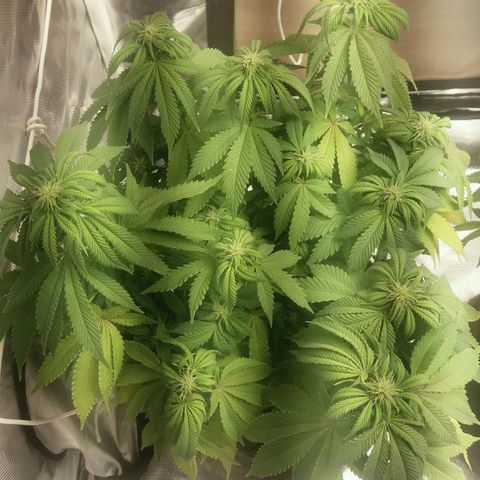Cake Raspberry Punch #2 growlog timeline photo