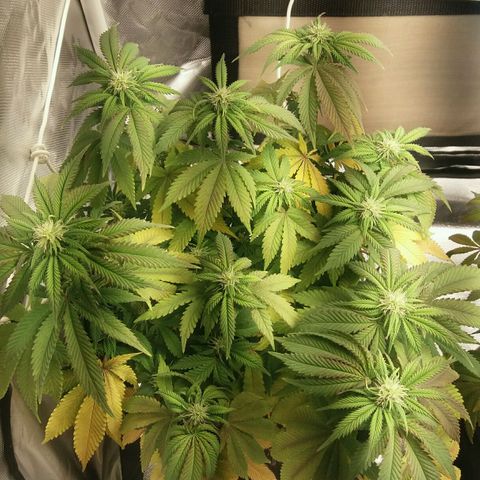 Cake Raspberry Punch #2 growlog timeline photo