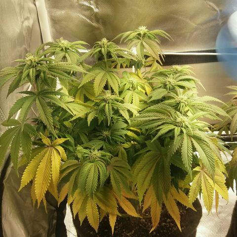 Cake Raspberry Punch #2 growlog timeline photo