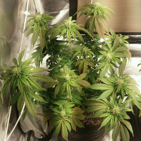 Cake Raspberry Punch #2 growlog timeline photo