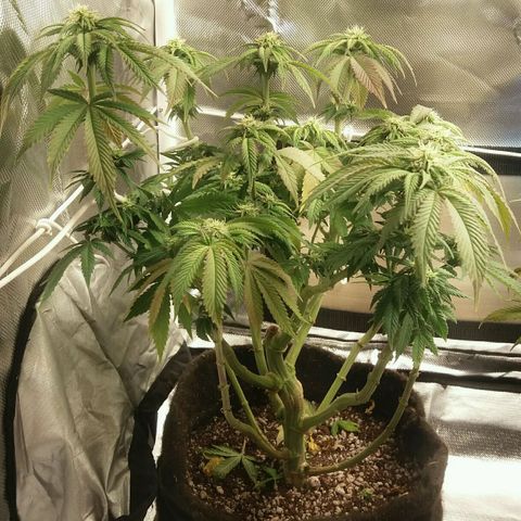 Cake Raspberry Punch #2 growlog timeline photo