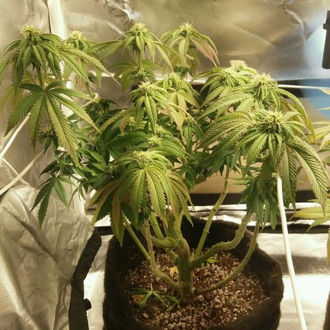Cake Raspberry Punch #2 growlog timeline photo
