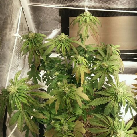 Cake Raspberry Punch #2 growlog timeline photo