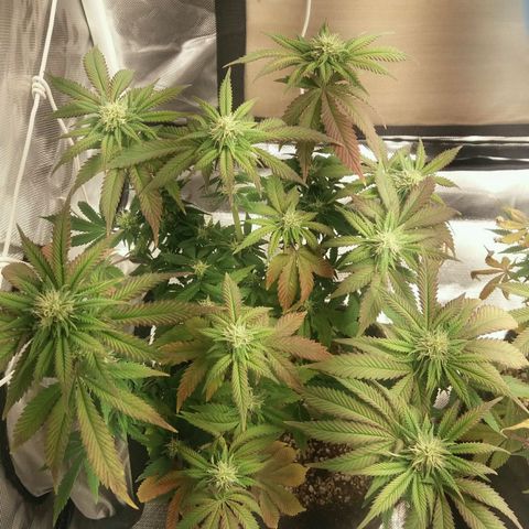 Cake Raspberry Punch #2 growlog timeline photo
