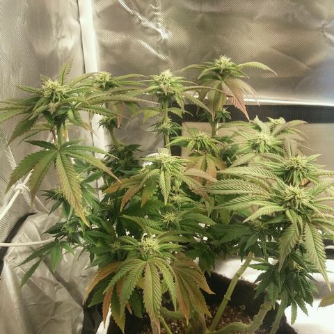 Cake Raspberry Punch #2 growlog timeline photo