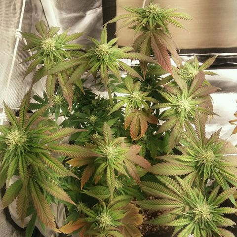 Cake Raspberry Punch #2 growlog timeline photo