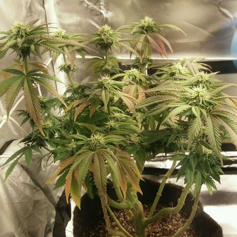 Cake Raspberry Punch #2 growlog timeline photo