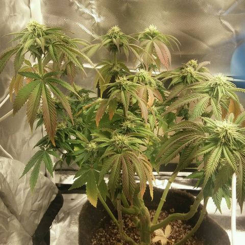 Cake Raspberry Punch #2 growlog timeline photo