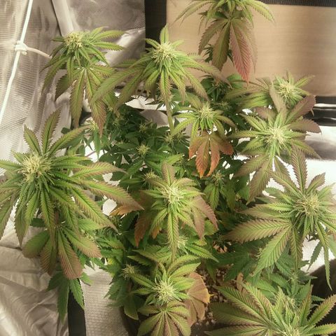 Cake Raspberry Punch #2 growlog timeline photo