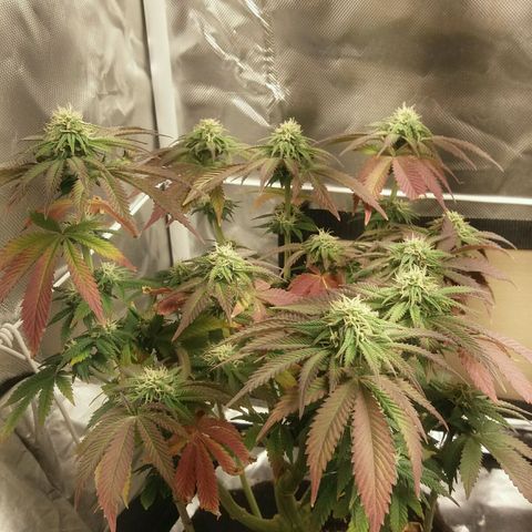 Cake Raspberry Punch #2 growlog timeline photo